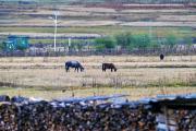 走进鲁朗扎西岗村，中外“大咖”这么说……