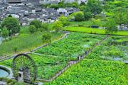 安徽黟县：夏日古村乐游人