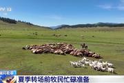 牛羊“徒步游” 阿勒泰地区夏季转场准备好了！
