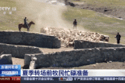 牛羊“徒步游” 阿勒泰地区夏季转场准备好了！