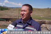 牛羊“徒步游” 阿勒泰地区夏季转场准备好了！